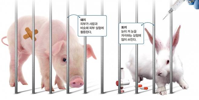 돼지와 토끼가 동물실험에 많이 쓰이는 이유. 게티이미지뱅크 제공