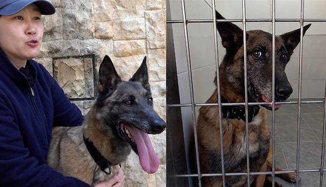 매년 육군 군견훈련소에는 은퇴군견 20여 마리가 입소한다. 입양 경로를 다각화하기 위해 국내 최대 동물복지시설인 경기도 반려마루가 은퇴군견의 입양을 돕고 있다. 전병준 기자