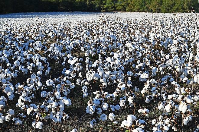 하얀 목화밭. [사진출처=Bubba73]