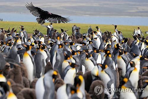 포클랜드 제도  (볼런티어 포인트 [영국령 포클랜드 제도] AP=연합뉴스) 2026년 3월 19일 영국령 포클랜드 제도(아르헨티나 이름 말비나스 군도)의 볼런티어 포인트에서 임금펭귄 떼 위를 맹금류인 카라카라가 날고 있다.  (AP Photo/Ricardo Mazalan) 2026.4.25.