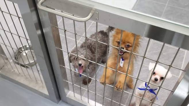 번식장에서 구조된 강아지. 연합뉴스 자료사진(해당 기사와 관련 없음)