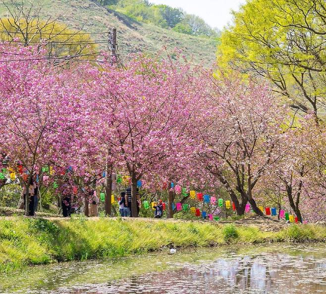 서산시 운산면 일대가 따뜻한 봄의 절정을 맞아 '벚꽃비 내리는 힐링 여행지'로 주목받고 있다. (사진=서산시 제공)