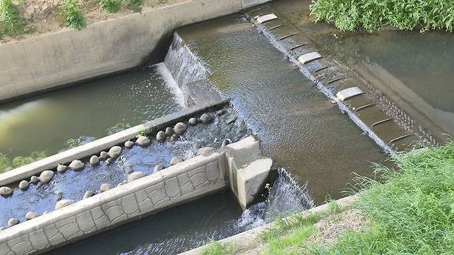 24일 중구 명정천에서 육안으로도 확인될 정도로 탁한 물이 흘러 내려오고 있다.