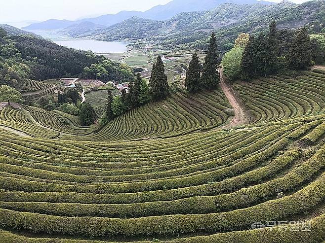 보성 봇재에서 바라본 차밭 풍광이 파노라마처럼 펼쳐진다. 멀리 영천저수지가 보인다.<무등일보>