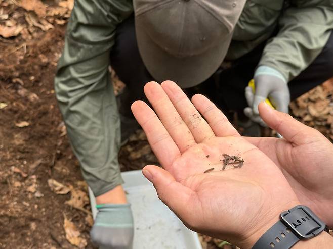 지난 22일 인천 계양구 계양산 정상 일대에서 발견한 러브버그 유충 10여마리. 유충은 1cm 내외로, 나뭇가지와 모습이 비슷해 육안으로 식별이 어렵다. /현정민 기자