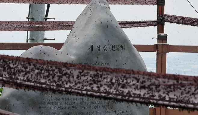 2025년 6월 30일 오후 인천 계양구 계양산 정상에 러브버그 무리가 정상 표지석 등에 들러붙어 있다. /뉴스1