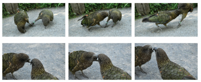 브루스가 다른 개체들을 공격하는 모습. Alexander A. Grabham 제공.