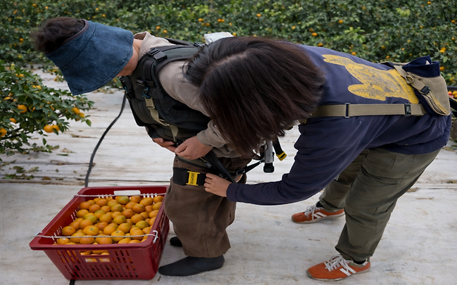 제주 감귤 농가에서 웨어러블 로봇 착용 상태를 확인하고 있다. 제주도는 농업인의 허리 부담을 줄이기 위해 조끼형 근력보조 로봇 임대 서비스를 운영한다. /사진=제주특별자치도 제공