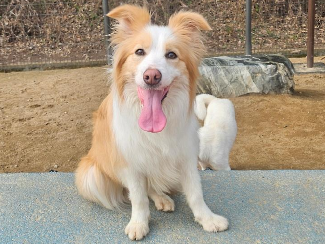 경제적 어려움으로 보호소로 오게 된 보더콜리 '레몬'이 가족을 기다리고 있다. 동물과함께행복한세상 제공