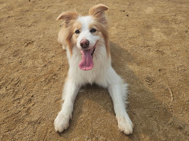 어린이와도 잘 지내고, 다른 개 친구들과 노는 것도 좋아하는 사회성 좋은 레몬. 동물과함께행복한세상 제공