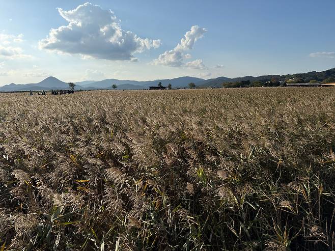 2025년 순천만의 풍경. ⓒ황정은 제공