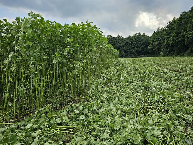 케냐프 재배 모습(사진=박승군 제공)