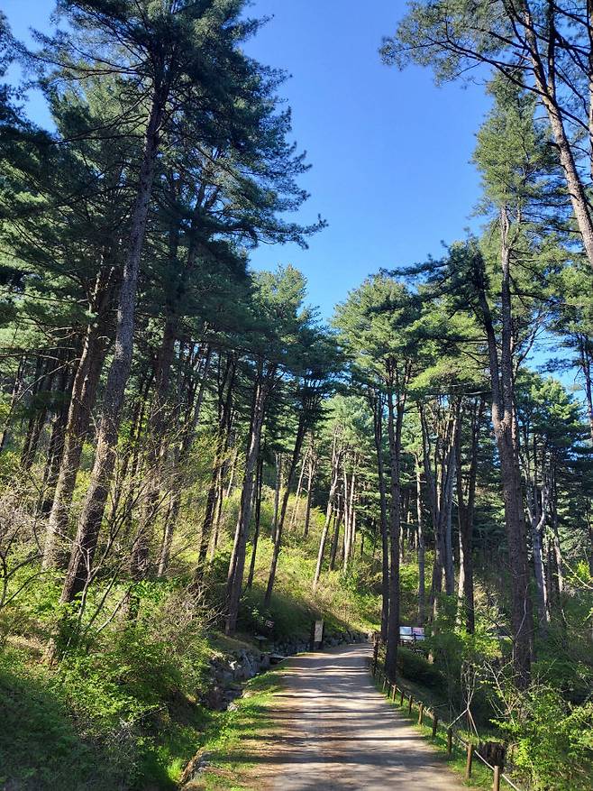 잣나무 숲길. (사진= 김영복 연구가)