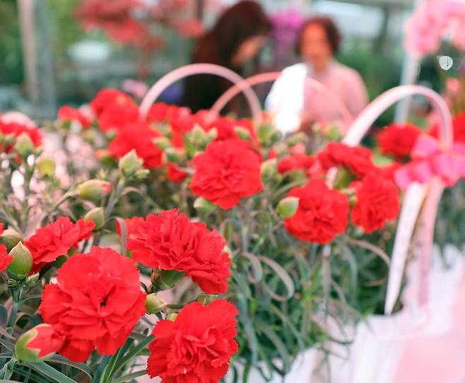 인천 남동구 구월동의 화원에서 시민들이 카네이션을 구입하고 있다.(뉴시스)