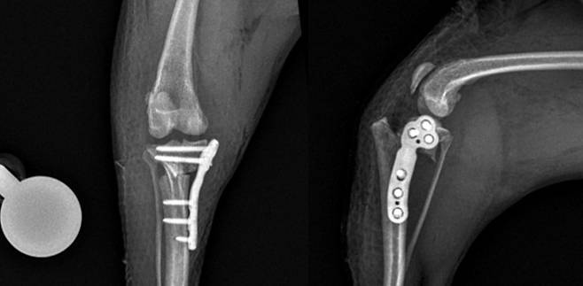 TPLO 수술을 받은 반려견 영상 사진(예은동물의료센터 제공) ⓒ 뉴스1