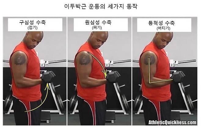 덤벨을 쥔 팔을 접으며 가슴 쪽으로 들어 올리는 구심성(단축성, concentric) 수축 운동보다, 팔에 힘을 주면서 어깨 쪽에서 엉덩이 아래쪽으로 펴는 원심성(신장성, eccentric) 수축 운동이 효과가 더 좋다.