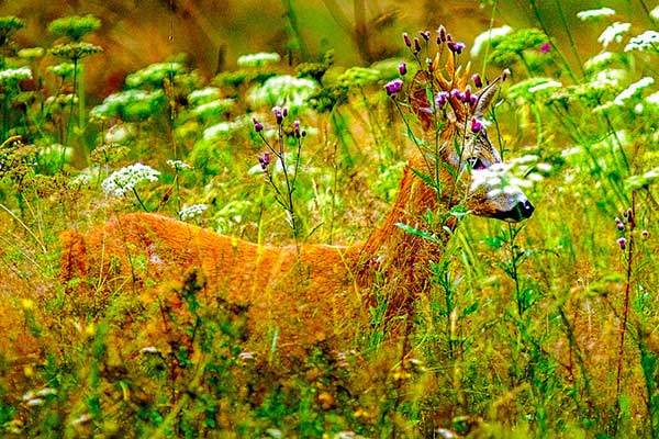 플리트비체 숲의 사슴. 플리트비체국립공원의 98%는 사람의 출입이 엄격하게 금지된 야생의 생태계다. 사진 플리트비체국립공원 홈페이지.​