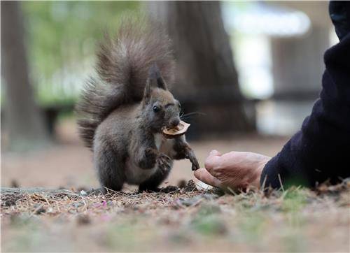 손에 든 먹이를 입에 문 청설모  [촬영 유형재]