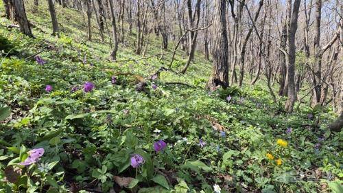 청옥산 육백마지기 야생화 생태 단지가 개장한 가운데 지난 26일 야생화가 곳곳에 피어나 절경을 이루고 있다.