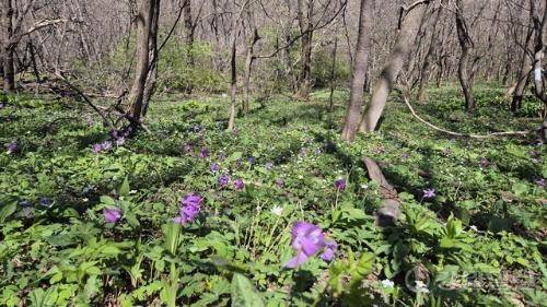청옥산 육백마지기 야생화 생태 단지가 개장한 가운데 지난 26일 야생화가 곳곳에 피어나 절경을 이루고 있다.