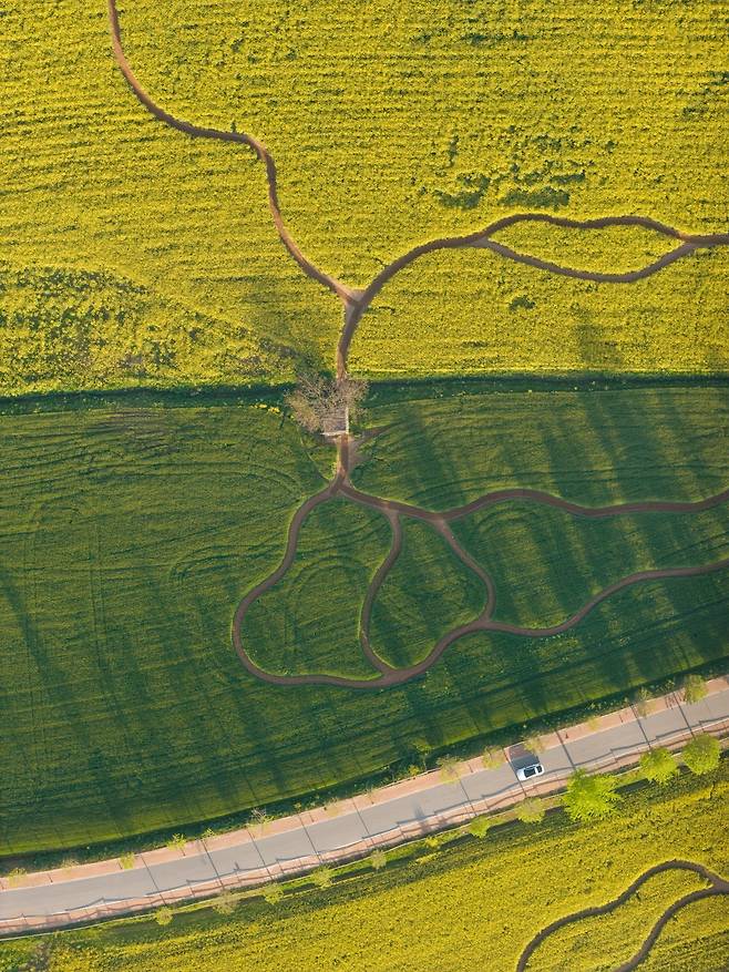 드론으로 바라본 청보리밭과 유채꽃 색의 대비./박상훈 기자