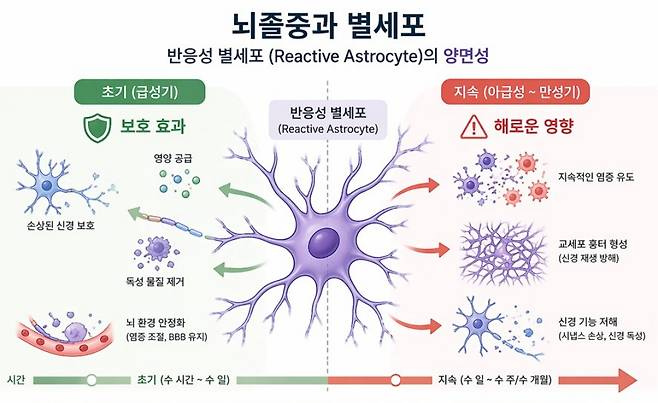 기초과학연구원은 과산화수소(H2O2)'가 과도하게 생성되면 별세포가 콜라겐을 생성해 신경세포를 사멸시켜 뇌졸중이 발병한다고 27일 밝혔다. 기초과학연구원 제공
