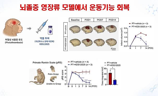 공동연구진이 27일 발표한 자료, 뇌졸중 원숭이에게 신약 후보물질 KDS12025를 투여했더니 병변 크기 등이 확실히 개선됐다. 기초과학연구원 제공