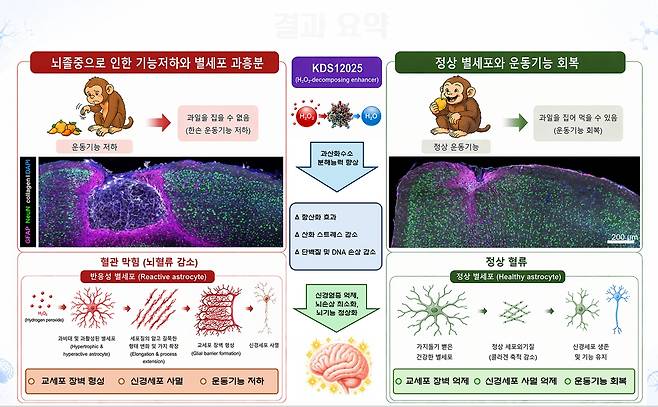 공동연구진이 밝힌 영장류 실험 결과 요약 자료. 기초과학연구원 제공