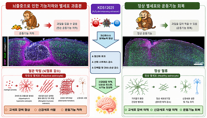 허혈성 뇌졸중에서 별세포의 1형 콜라겐 생성 및 신경세포 사멸 모식도. IBS 제공