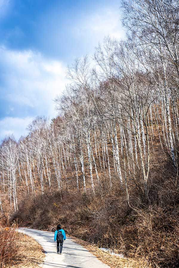 49구간에선 크고 작은 자작나무 숲을 만나볼 수 있다.