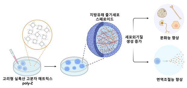 "줄기세포 생존율 한계 넘었다"…KAIST, 3D 배양 기술 개발