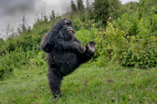 Mark Meth-Cohn, 하이 파이프, 종합 1위 및 포유류 부문 1위/The Comedy Wildlife Photography Awards 2025