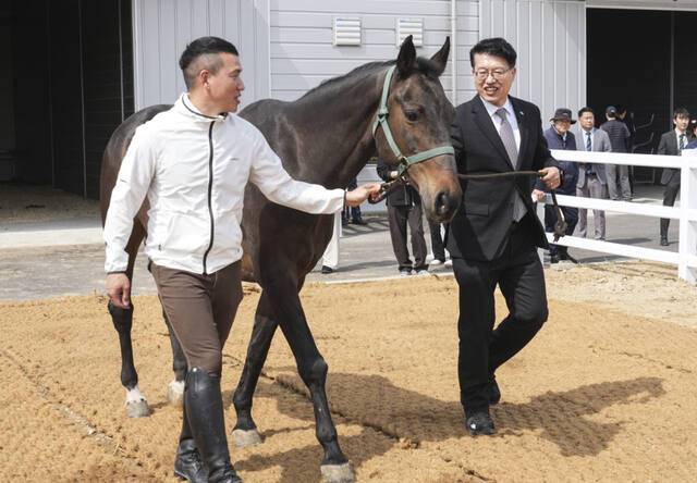 29일 오후 화성특례시 마도면 경기도축산진흥센터에서 열린 '경기도 말 복지 휴양목장 개소식'에서 김대순 경기도 행정2부지사가 긴급구조된 23세된 말을 목장내 방목하고 있다. 홍기웅기자