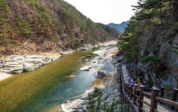 낙동강에 시선을 뺏겼다. 좁은 협곡을 따라 흐르는 강과 금강소나무의 조화가 일품이다.