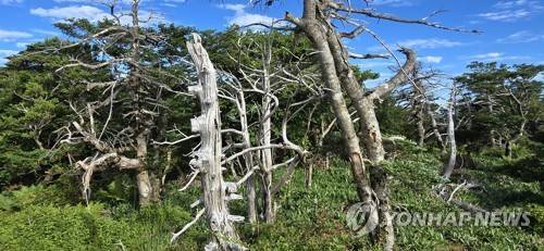 한라산 영실 등반로 주변서 고사한 구상나무들 [촬영 김호천]