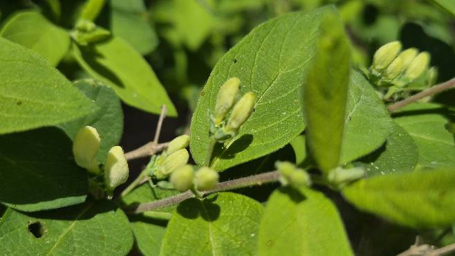 특산식물인 섬괴불나무 [촬영 김정선]