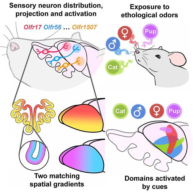 후각 신경세포와 뇌의 지도화를 보여주는 모식도. 하버드대 제공