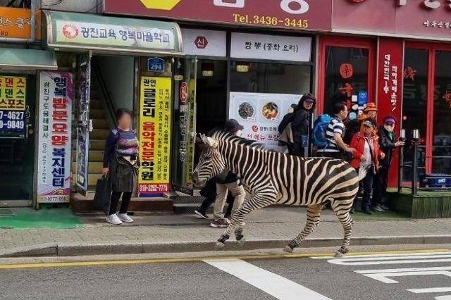 2023년 3월 23일 서울 광진구 자양동 인근에서 어린이대공원에서 탈출한 얼룩말 세로가 주택가를 돌아다니고 있다. 연합뉴스