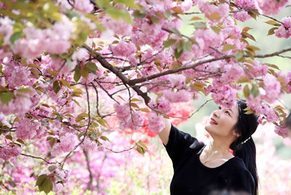 완산공원 꽃동산에 핀 접벚꽃 [사진=전주시 ]