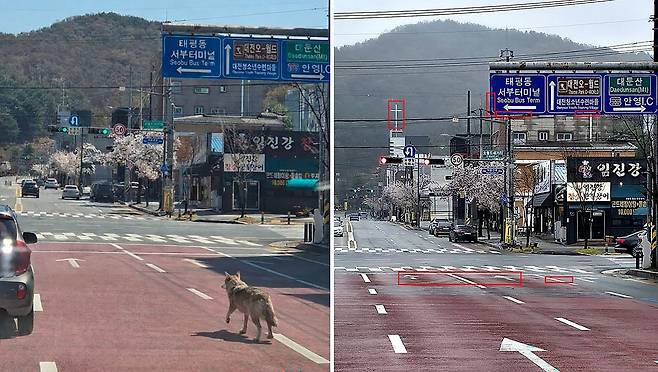 대전소방본부는 “지난 8일 배포한 오월드 사거리 늑대 사진(왼쪽)이 AI를 활용한 합성으로 의심된다”고 지난 10일 밝혔다. 당시 CCTV엔 늑대가 없었다. 오른쪽은 실제 현장 사진이다. 이정표 테두리와 교회 십자가 등이 AI사진과 차이가 난다. 사진 대전소방본부, 김성태 객원기자