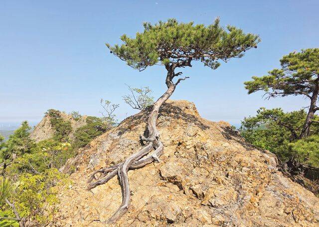 바위에 뿌리를 내리고 비스듬히 누운 미인송