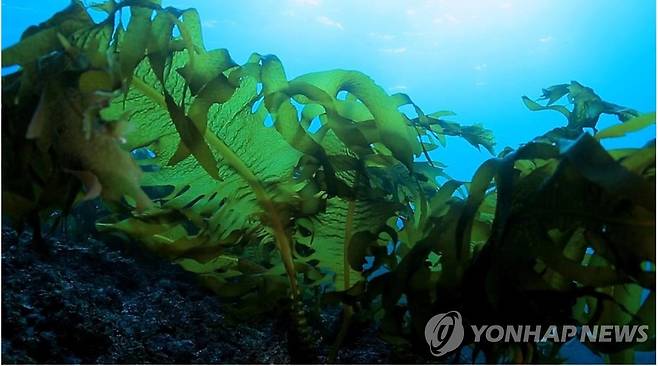 완도 바닷속 해조류 [완도군 제공·재판매 및 DB 금지]