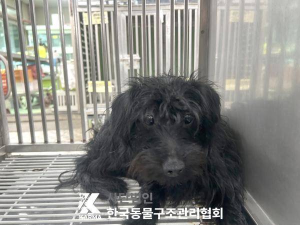 지자체 보호소 입소 당시 까미의 모습(사진 동물보호관리시스템) ⓒ 뉴스1