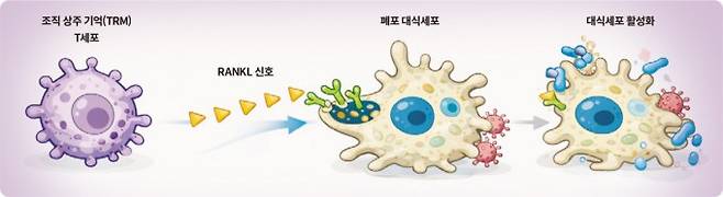 발리 풀렌드란 미국 스탠퍼드대 의대 미생물학·면역학과 교수팀은 대식세포, 호중구와 같은 선천 면역세포가 자극에 반응한 후, 다른 자극이 들어왔을 때 더 강하게 반응하는 이유를 밝혔다. 조직 상주 기억 T세포가 분비하는 RANKL 단백질이 선천 면역세포를 활성화된 상태로 만들기 때문이다. 연구팀은 해당 기전을 밝힌 뒤 선천 면역계를 자극하는 지질 나노입자 제형의 백신을 개발하고, 동물 쥐 실험에서 3개월 동안 훈련된 선천 면역이 활발하게 유지되는 것을 확인했다.. CHAT GPT 생성이미지