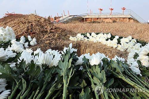 콘크리트 둔덕 앞 놓인 국화 12·29 제주항공 여객기 참사 1주기인 지난해 12월 29일 무안국제공항 참사 현장에 국화가 놓여있다. [연합뉴스 자료사진]