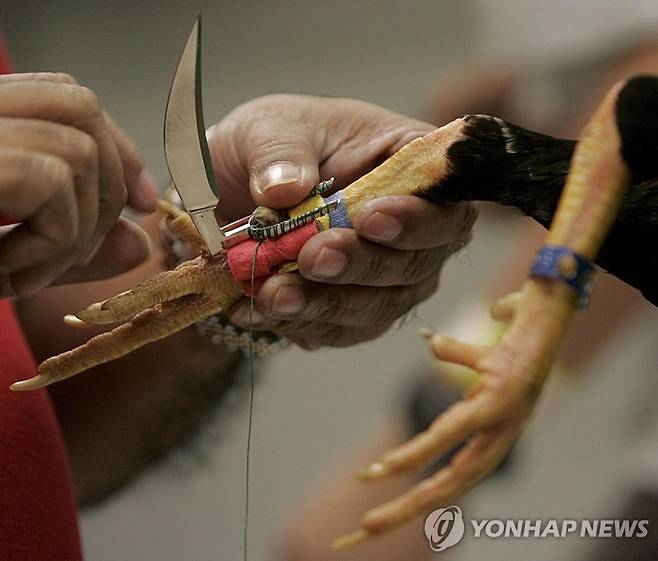 필리핀 싸움닭 발에 부착된 칼 [EPA 연합뉴스 자료사진, 재판매 및 DB 금지]