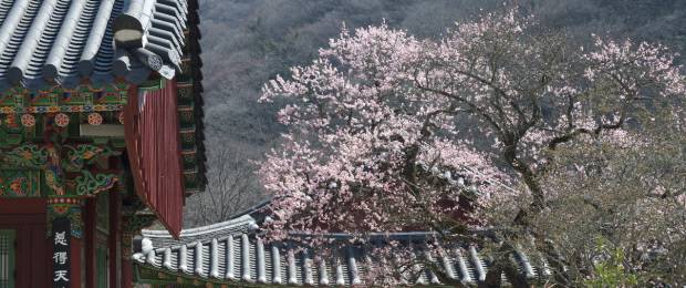 장성 백양사 고불매가 봄꽃을 피우고 있다.