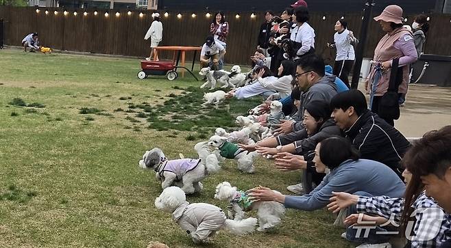 지난 3일 경기 고양 봉산포레에서 열린 라라동물의료원 개린이날 행사에서 반려견들이 달리기 대회에 참가하고 있다. ⓒ 뉴스1 한송아 기자