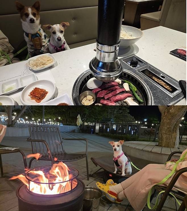 한우 식당 '식객'에서 함께 식사 중인 밤톨이와 시루(위), 불멍 중인 시루(아래)/사진=김아름 기자 armijjang@