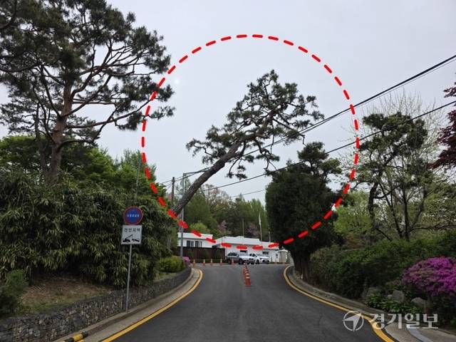 수원시 팔달구 도담소 진입로 초입에서 소나무가 한쪽으로 크게 기울어 전선과 차량 통행 공간 위를 가로지르고 있다. 독자 제공